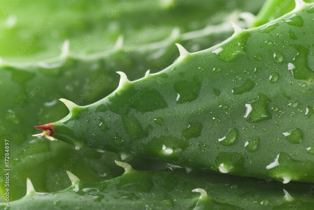 Aloe Aloe