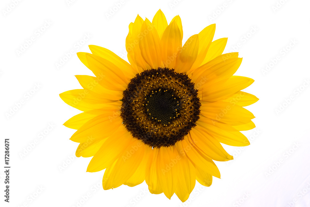 Sunflower isolated on white background Sunflower isolated on white background