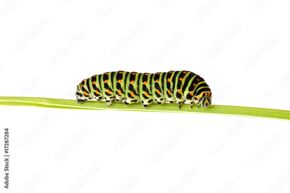 Naklejka premium Caterpillar