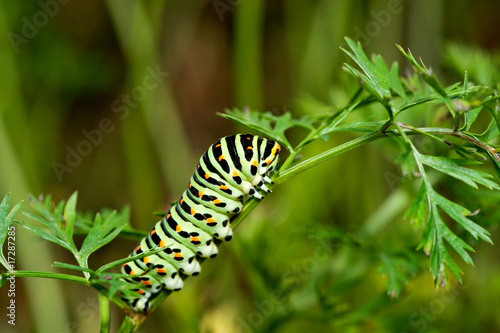 Swallowtail caterpillar eating carrots © Mytho