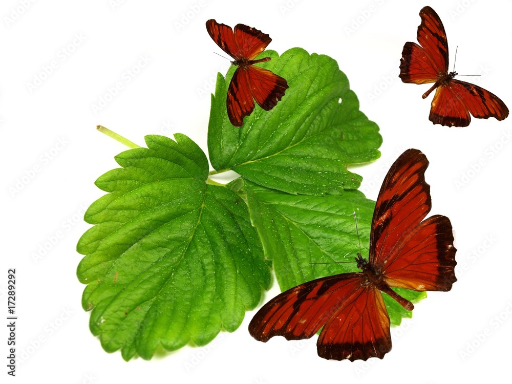 Obraz premium Exotic butterflies on fresh green leaves