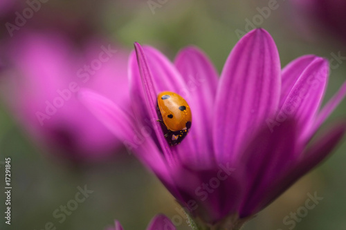 Ladybug on a purple flower