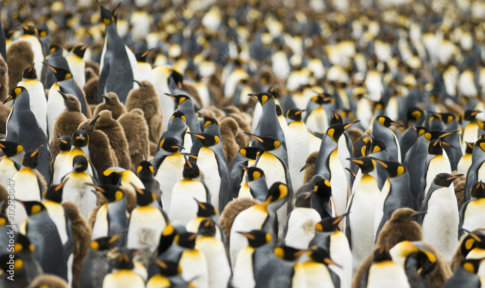 Fototapeta premium Crowded King Penguin Colony