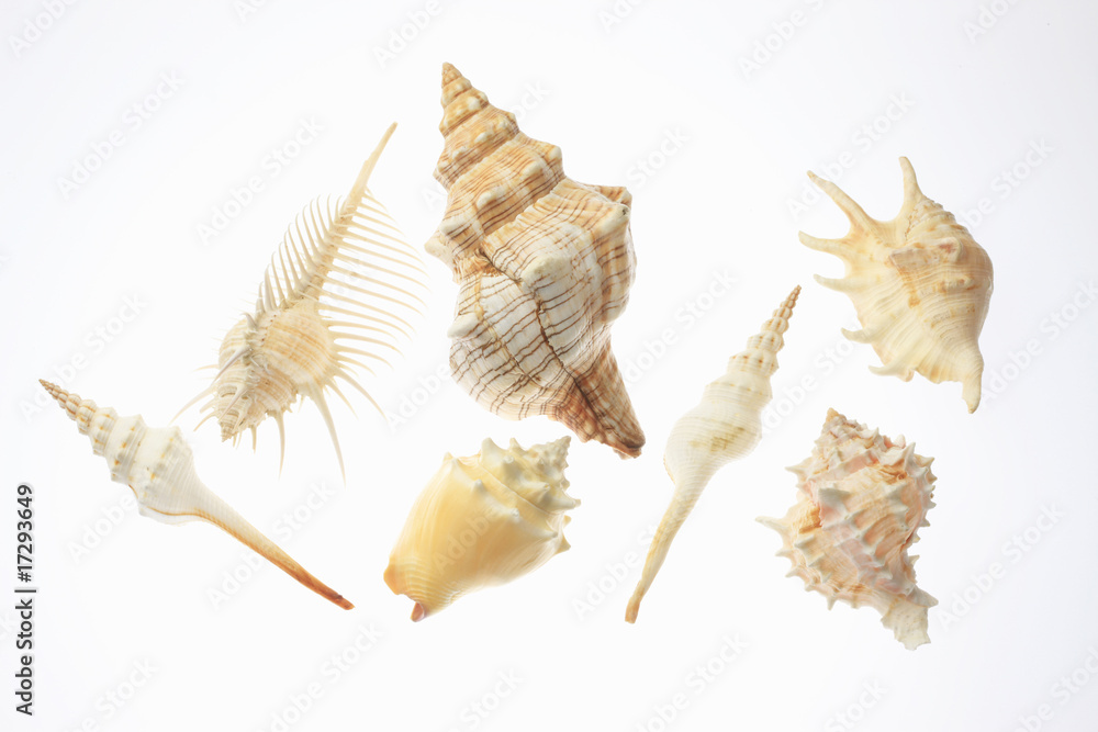 Obraz premium 貝殻