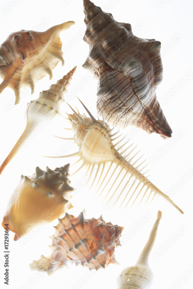 Obraz premium 貝殻