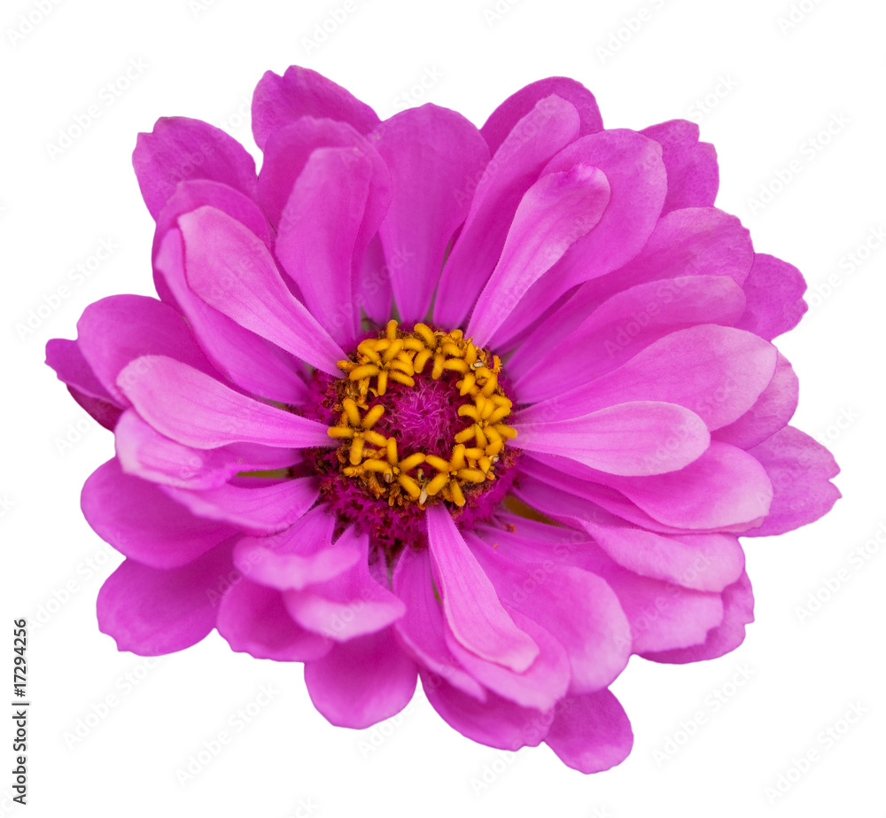 Pink Zinnias Pink Zinnias
