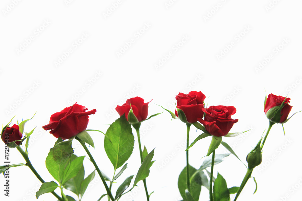 薔薇 薔薇