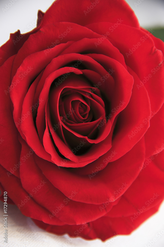 薔薇 薔薇