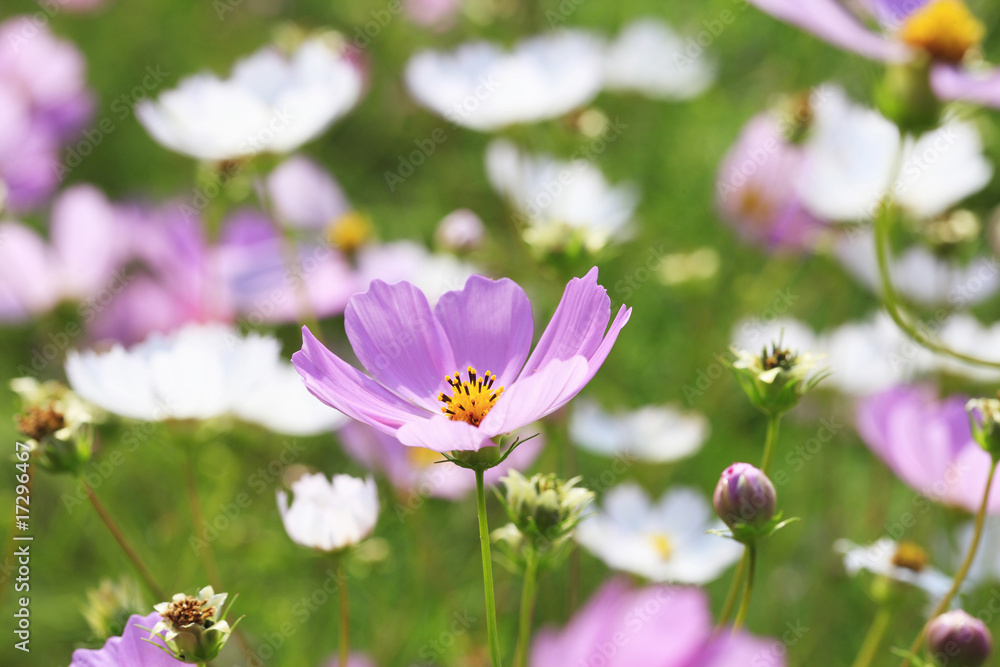 Fototapeta premium コスモス