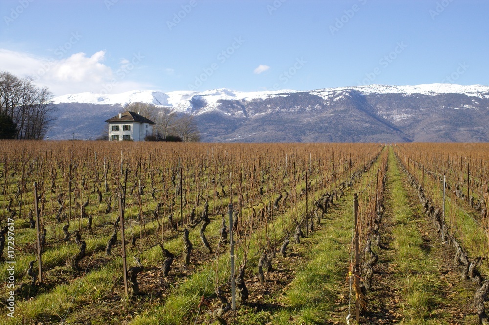 Fototapeta premium swiss vineyard landscape with rows of grapes