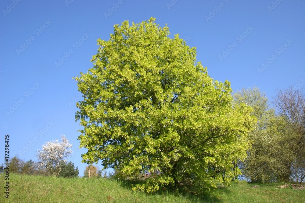 Obraz premium Bäume in Frühling