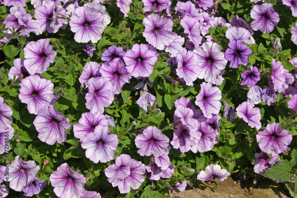 petunias petunias