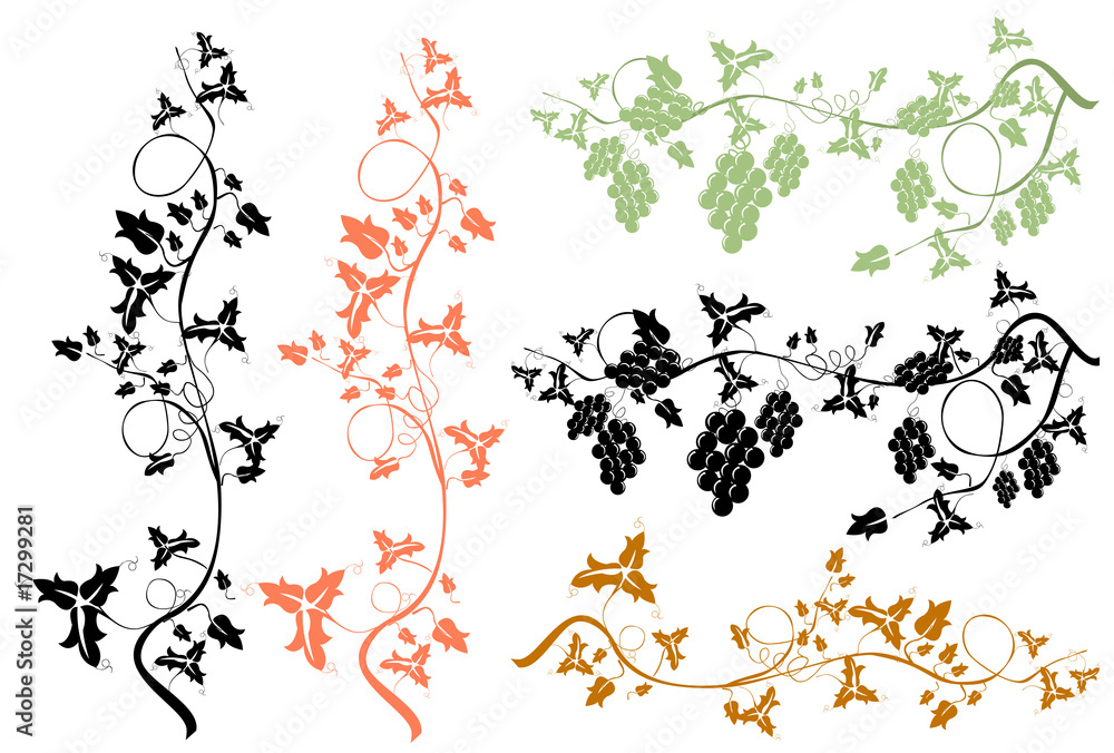 Naklejka premium grapevine