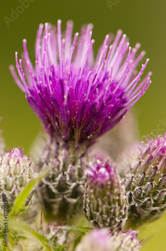 Cirse commun (Cirsium vulgare) ou gros chardon