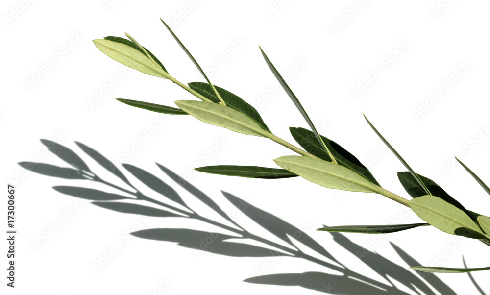 Fototapeta premium rameau d'olivier et son ombre