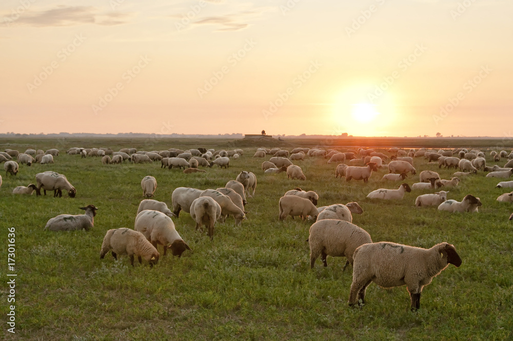 Obraz premium Moutons de près salés dans le soleil couchant - Cap Hornu - Baie