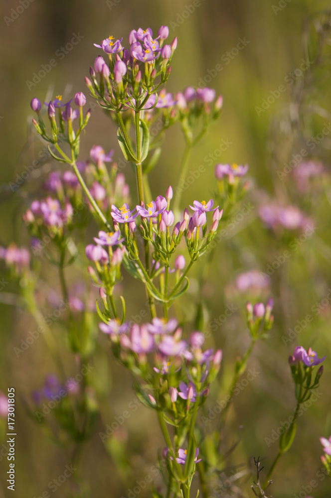 Obraz premium Petite centaurée - Centaurium erythraea