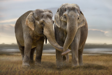 Acrylglasbilder Elefant Elefant Nahaufnahme Afrika Wildnis  © Werner Dreblow
