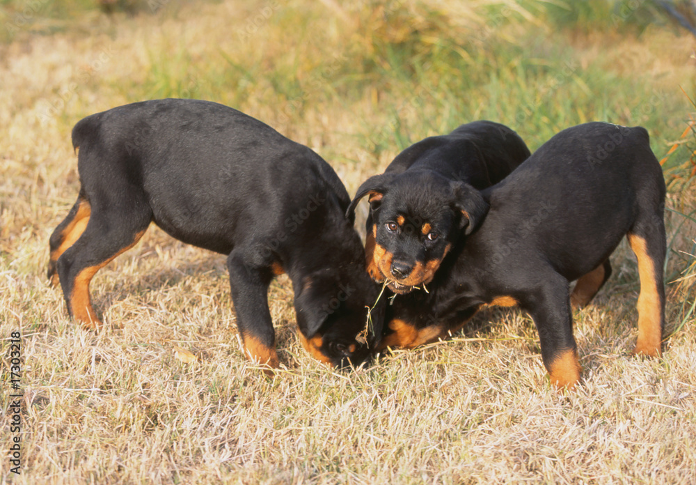 trois chiots rottweiler prenant une pose amusante trois chiots rottweiler prenant une pose amusante