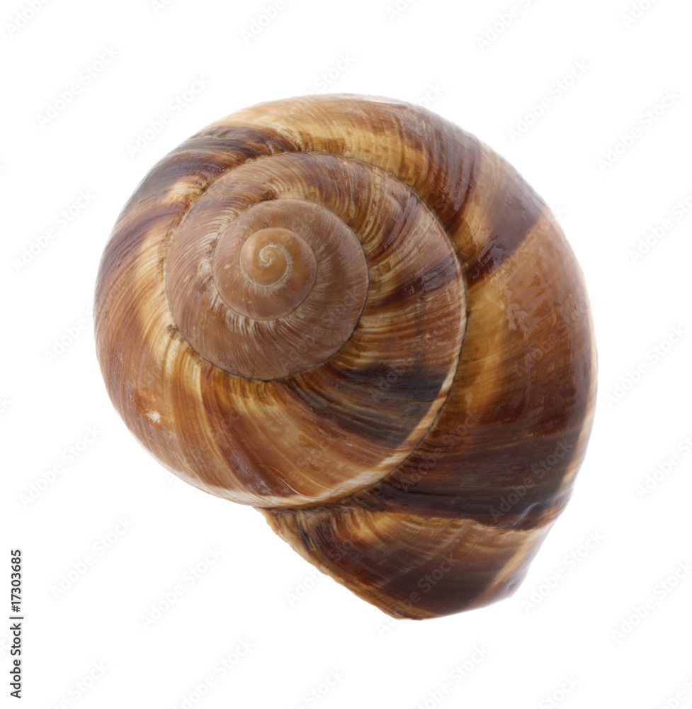 Single empty escargot shell