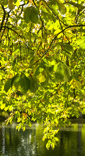 Oak tree leaves