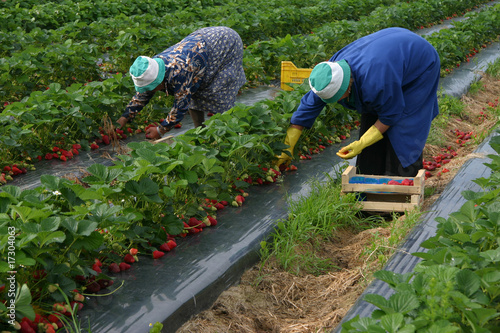 raccolta delle fragole