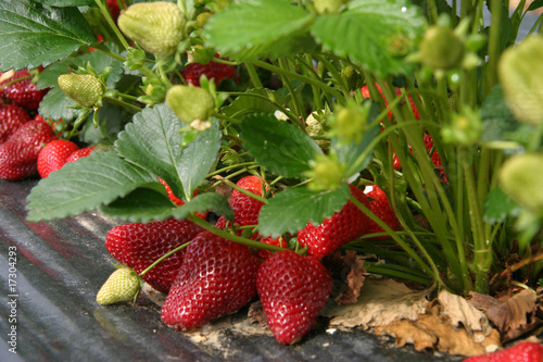 fragole prima della raccolta