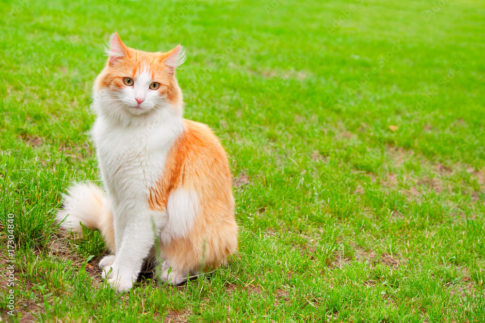 Orange white cat portrait