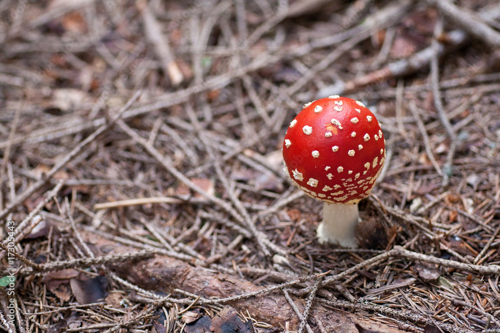 amanita muscaria amanita muscaria