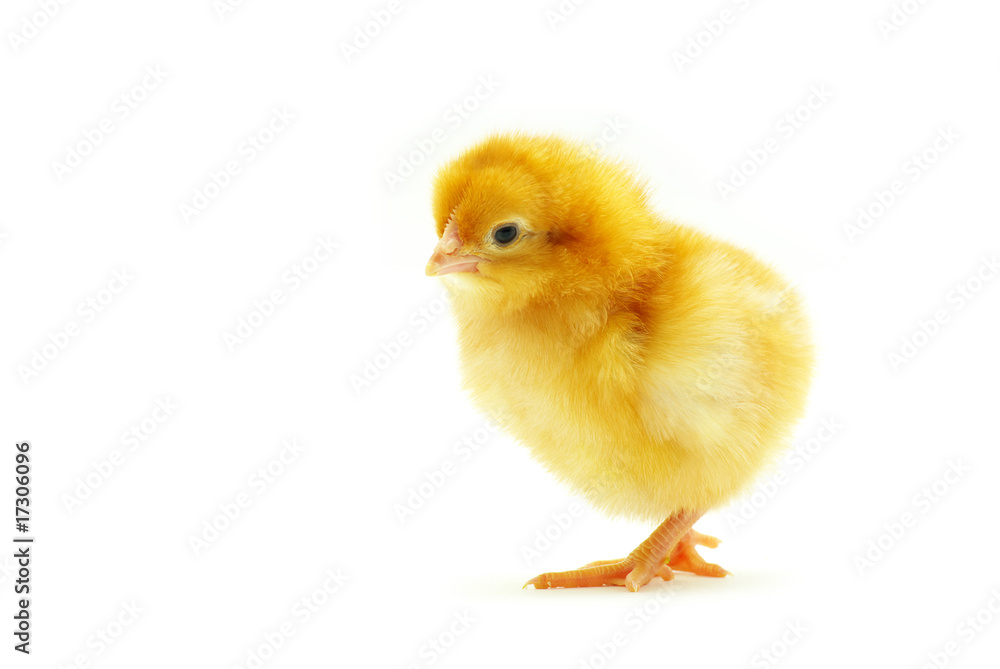 baby chicken baby chicken