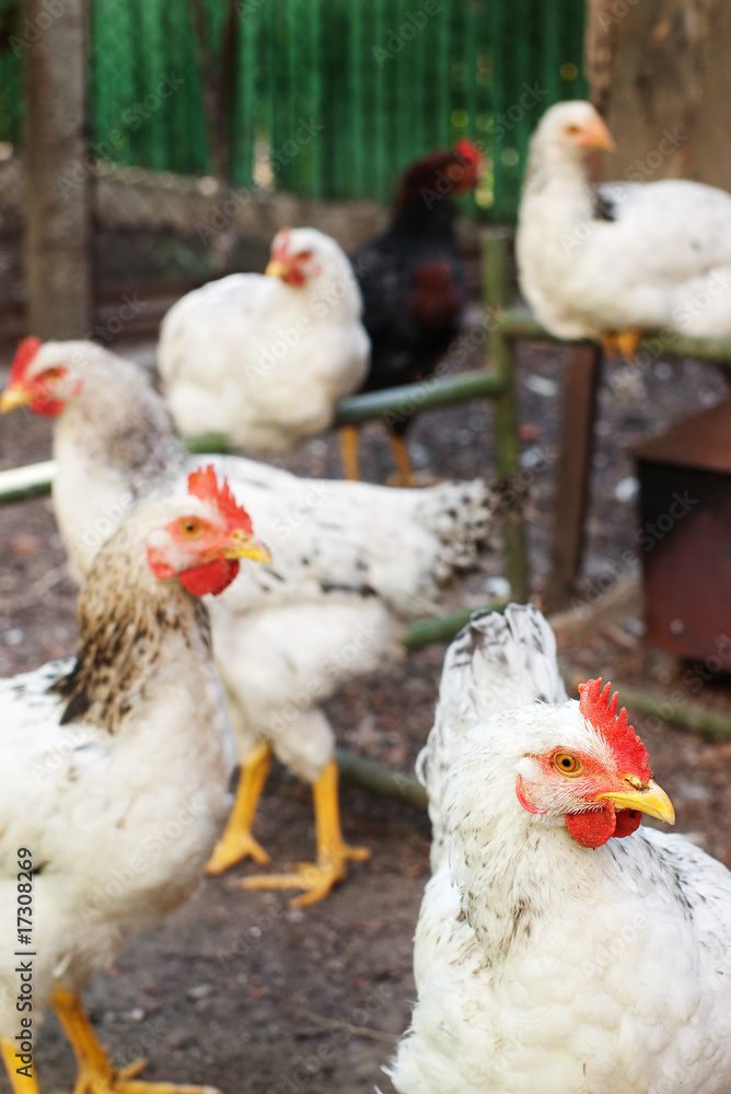 White chicken head with selective focus and blurred hens