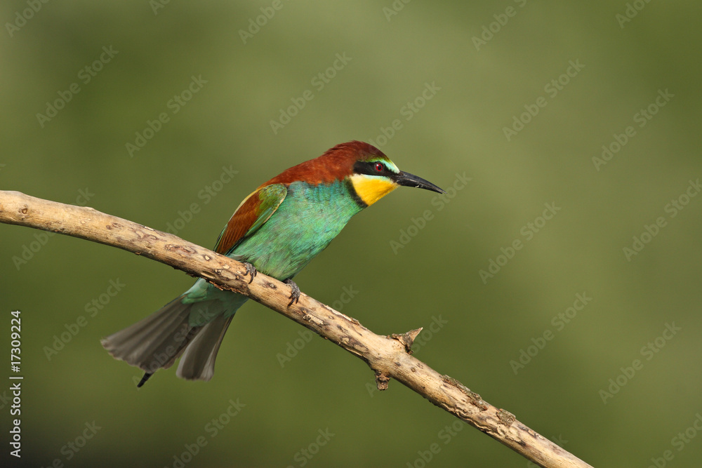 Fototapeta premium gruccione