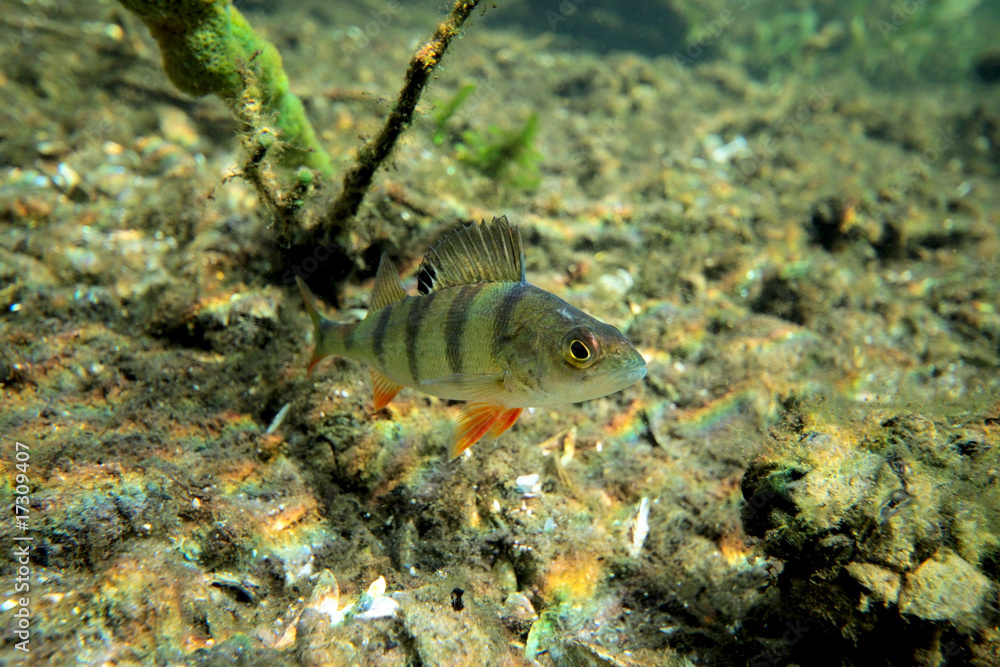 Perch in the lake
