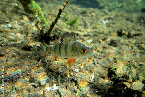 Obraz na płótnie Perch in the lake w salonie