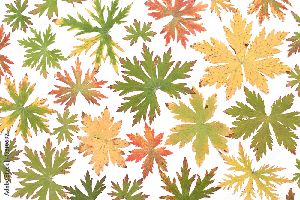 Colour autumn sheet background Colour autumn sheet background