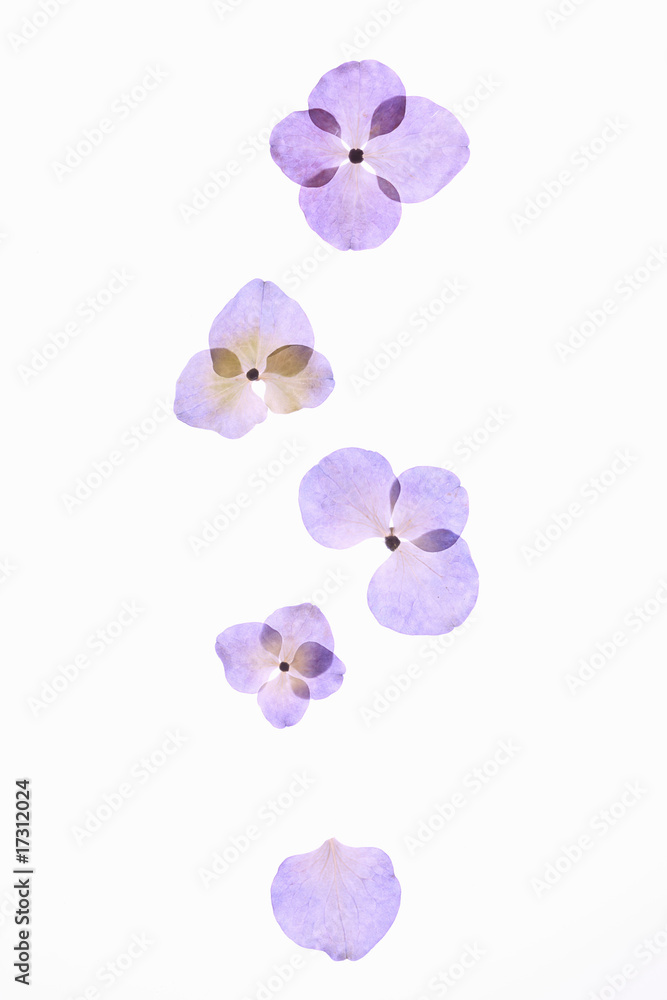 紫陽花の押し花