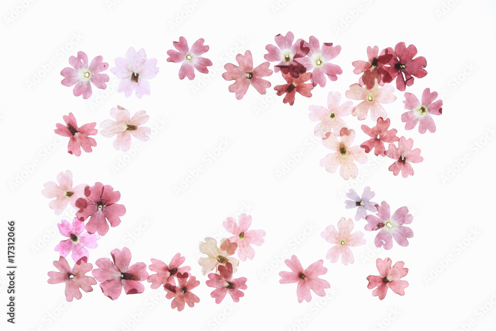 小花の押し花 小花の押し花