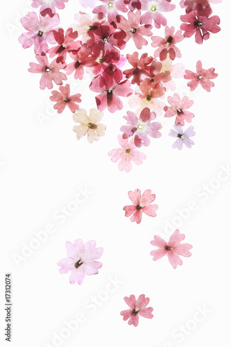 小花の押し花 © Paylessimages