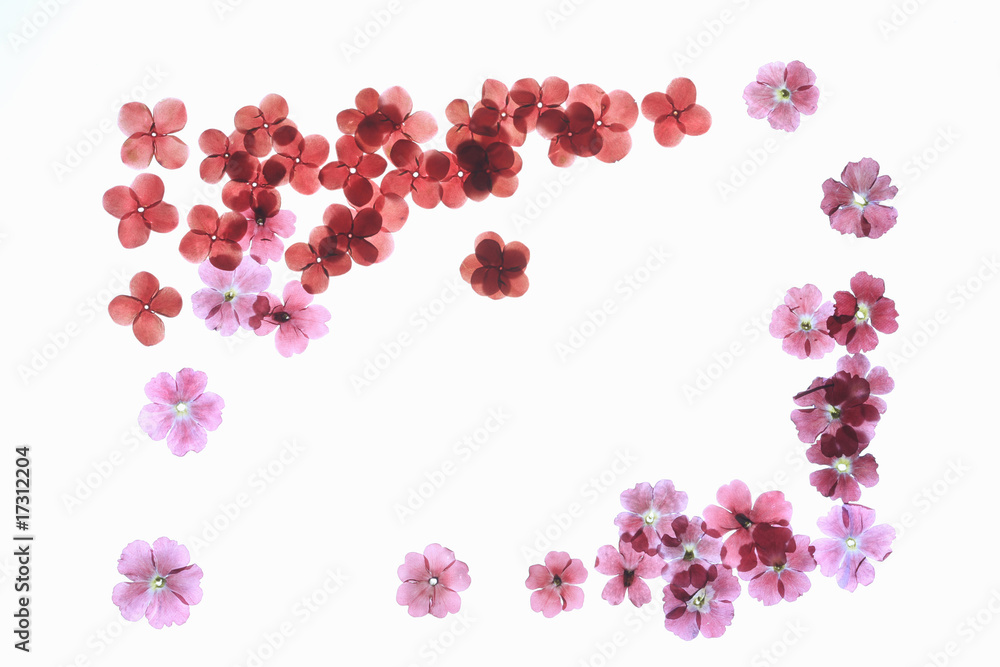 小花の押し花 小花の押し花