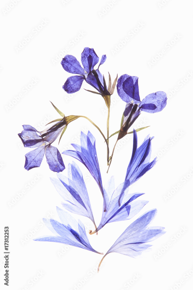 小花の押し花(青) 小花の押し花(青)