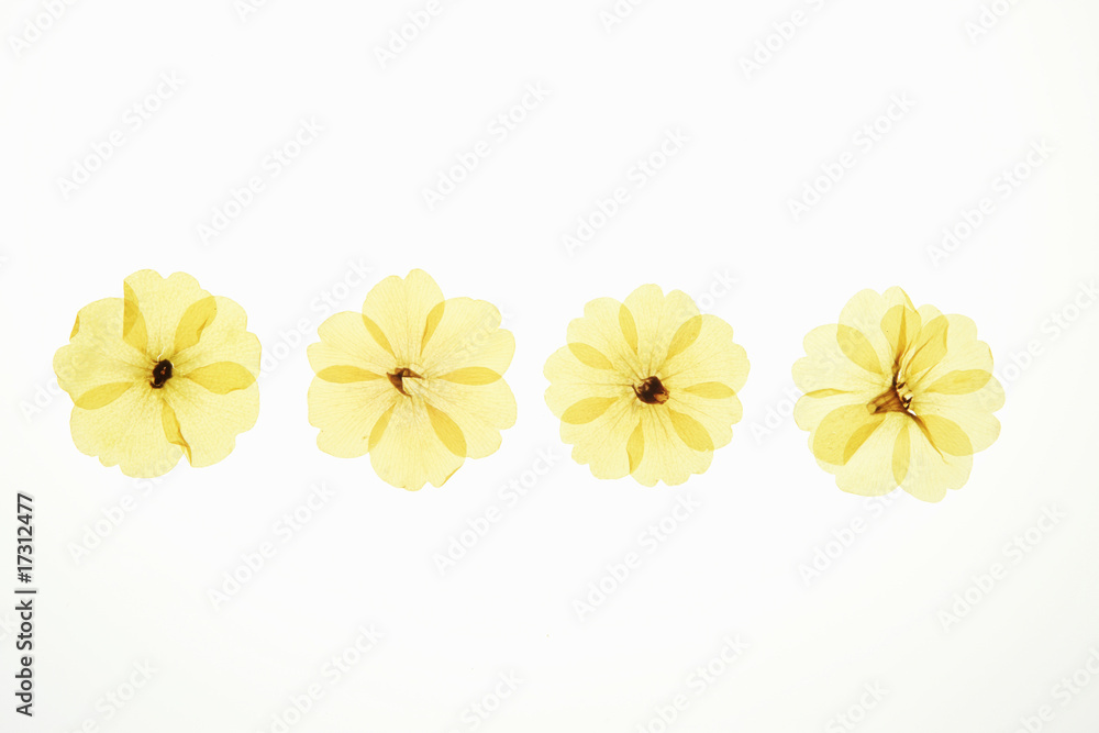 千鳥草の押し花 千鳥草の押し花