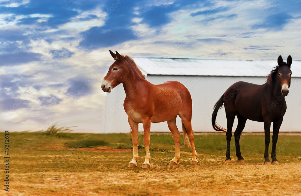 Obraz premium horses