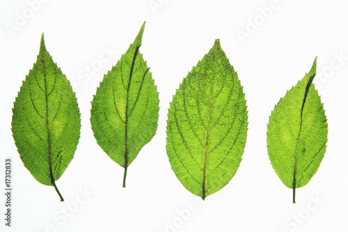 葉っぱの押し花