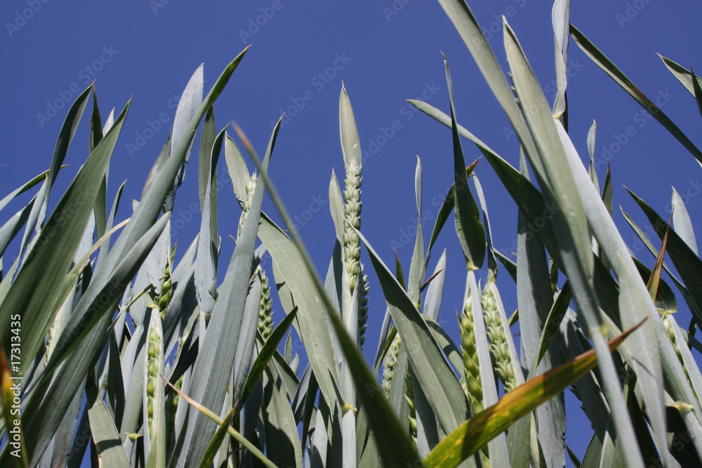 Obraz premium Grain from below