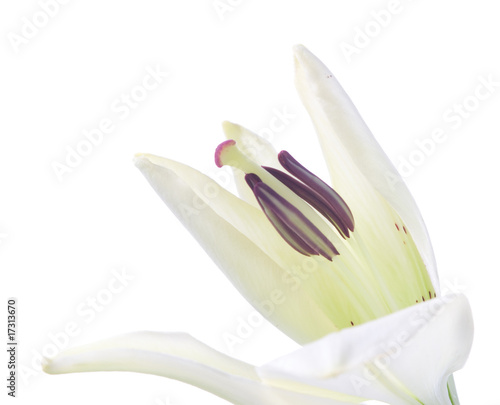 a fragment of white lily