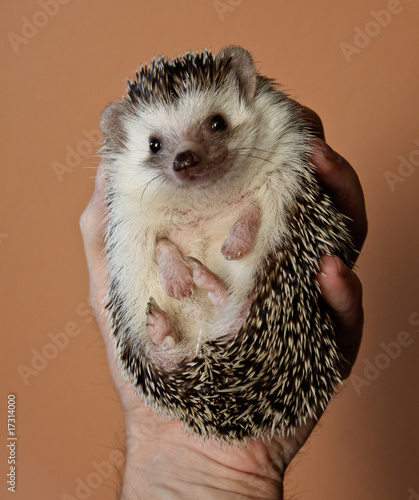 Handy Hedgehog XI