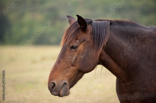 Horse portrait © Laszlo