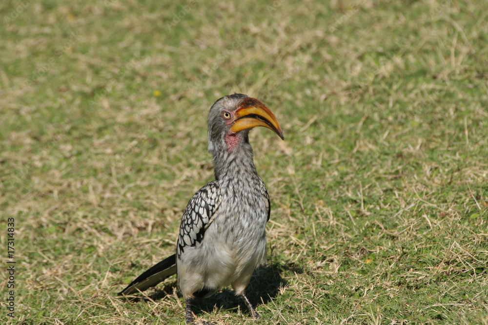 Hornbill Hornbill