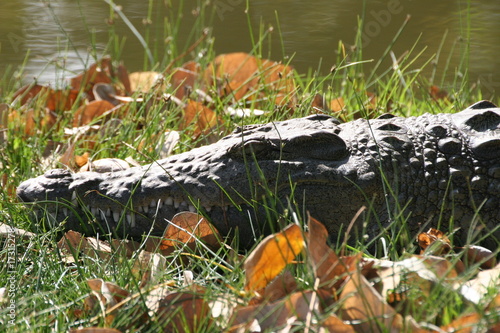 Sunbathing Crocodile