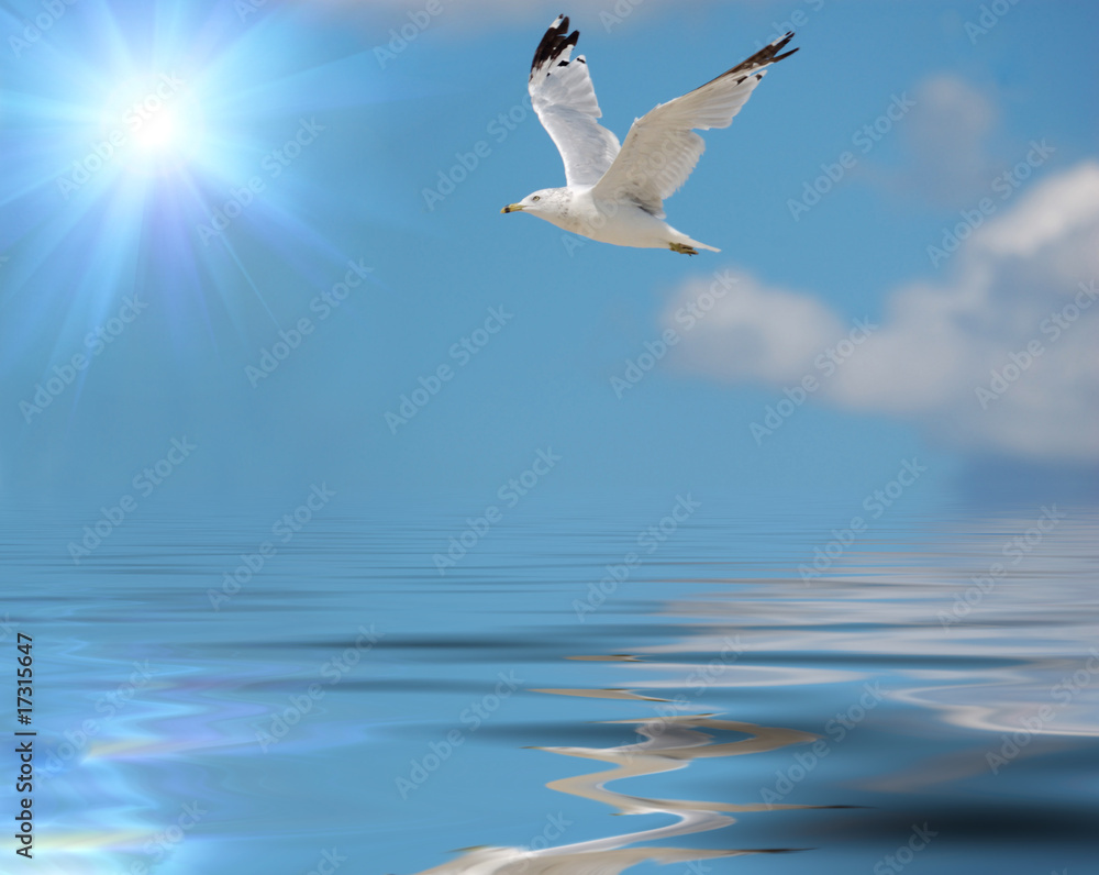 Fototapeta premium seagull